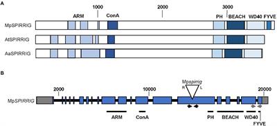 Functional analysis of the BEige and Chediak-Higashi domain gene MpSPIRRIG in Marchantia polymorpha